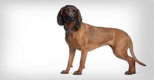 Image result for anglický barvář