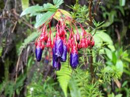 The national symbols of peru are established by law and part of the political constitution of peru (article 49). M P Sad Flowers National Flower Of Peru Photo