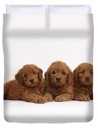 4698 dunnville road, dunnville, ky 42528 we are between russell springs and liberty, ky, just 3.1 miles west of us 127, off of river road, then. Three Cute Red F1b Goldendoodle Puppies Duvet Cover For Sale By Mark Taylor