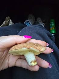 Image result for Suillus wasatchicus