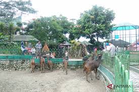 Taman margasatwa dan budaya kinantan. Perhatian Ada Penghuni Baru Di Kebun Binatang Bukittinggi Antara Sumbar