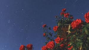 Tons of awesome aesthetic laptop wallpapers to download for free. Matthew Gray Gubler Tumblr Aesthetic Desktop Wallpaper Laptop Wallpaper Red Roses Wallpaper