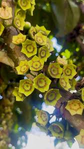 Image result for Bellucia pentamera