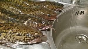 33 fragen gefunden für den begriff #rutte. Www Fit4fish De Kleiner Nachtrag Von Der Aalrutten Nacht