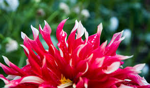 Image result for Dahlia sp. (cultivar)