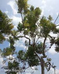 Image result for Mimusops obtusifolia