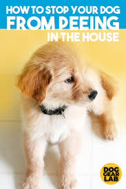How To Stop Your Dog From Peeing In The House In 2020 Dog Training Obedience Dog Training Training Your Dog