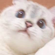Apabila masih belum jelas bisa tanyakan di kolom komentar. 23 Ide Pp Couple Kocheng Di 2021 Kucing Bayi Gambar Hewan Lucu Anak Kucing Gemas