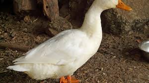 نتیجه جستجوی لغت [canard] در گوگل