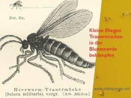 In der nassen erde tummeln sich die fliegenlarven und. Kleine Fliegen In Der Blumenerde Bekampfen Trauermucken Philognosie