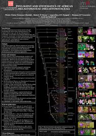 Image result for Dissotis pachytricha