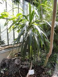 Image result for Dracaenaceae