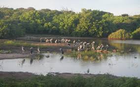 Image result for Microcharis butayei