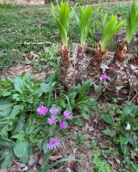 Image result for Senecio speciosus