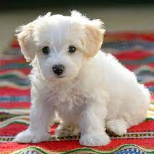 You can expect to pay anywhere between $1,200 to $2,000 for a teacup maltese puppy. Find Maltese Breeders Puppies For Sale In California