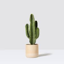 I can't seem to find anyone who is having this problem, but it is really affecting me. Cactus Euphorbia Candelabra Tree Indoor Plants In London Patch