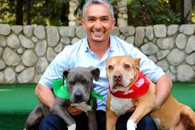 In march 2014, millan brings his unmatched canine abilities to communities terrorized by unruly hounds in nat geo wild's. Unleashed Rip To Cesar Millan S Beloved Companion Daddy The Pit Bull Mlive Com