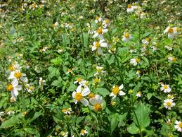 シロノセンダングサ（白の栴檀草） - 沖縄百科事典 あじまぁ