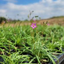 Image result for Talinum tenuissimum