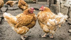 For any iq definition, how do you measure it? Chicken Behavior The Politics Of The Pecking Order Hobby Farms