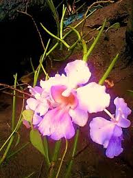 Image result for Rhipidoglossum kamerunense