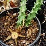 Image result for Orbea caudata