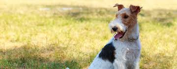 With good breeding and minimal screening, many can live to be 8 to 14 years old. Dog Years How Old Is My Dog In Human Years Purina