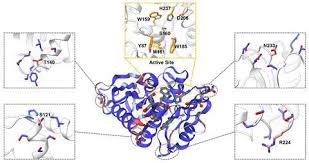 AI-engineered enzyme eats entire plastic containers | Research | Chemistry  World