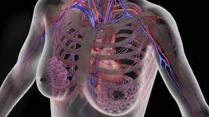 Maybe you would like to learn more about one of these? Subclavian Vein Anatomy And Function