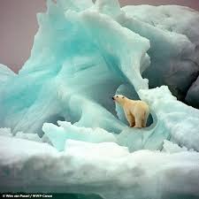 Brrr Polar Bear Animals Beautiful Animals