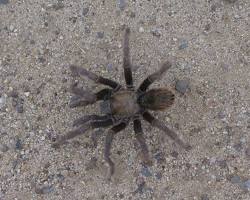 Image of California Tarantula Spider