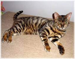 Toyger Cat A Newer Breed They Are So Awsome Toyger Cat Toyger Kitten Beautiful Cats