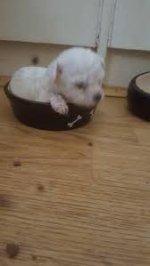 5 healthy bichon frise puppies available ready to leave in just under 5 weeks, all puppies are males and mum and dad can both be seen as they are family pets only get in touch if your seriously interested in a pup thanks 😁 just text or whatsapp 074. Beautiful Bichon Bolognese Puppy S For Sale In London Expired Friday Ad