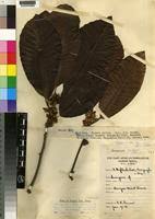 Image result for Pouteria adolfi-friederici