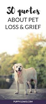 Moving on does not mean the death didn't matter. Pin On Puppy Leaks