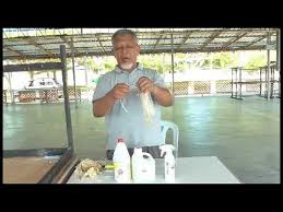 Ngintip cewek lagi kencing | video menantang terbaru, ngintipin cewek yang lagi asik kencing sambil main hp. Cara Penyediaan Penggunaan Cecair Kencing Harimau Gel Kencing Harimau Youtube