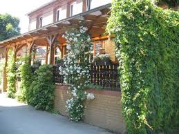 How to grow climbing hydrangeas Climbing Hydrangea Care Guide From Planting To Pruning Dengarden