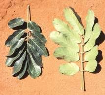 Image result for Khaya