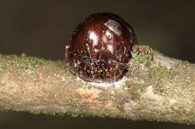 Image result for puklice švestková obrázek