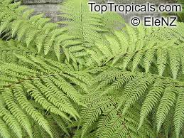 Image result for Cyathea cf. humilis