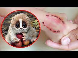 Cutest Animals In The World Youtube Cute Animals Top 10 Cutest Animals Animals