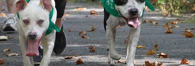 Plus you can filter your search further for age, size (dogs), claws (cats), energy level, household compatibility and coat type. Adopt Lucky Dog Animal Rescue