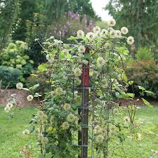 Image result for Clematis