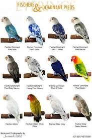 World Famous Types Of Colorful Love Birds Mutation Of The