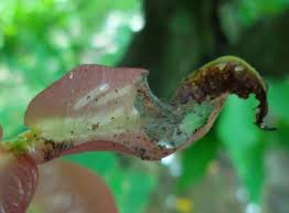 (1) disebut jambu kristal karena daging buahnya berwarna putih bersih dan jernih seperti kristal. Tips Pengendalian Hama Dan Penyakit Pada Tanaman Jambu Kristal Samudrabibit Com