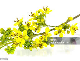 Image result for Senna siamea