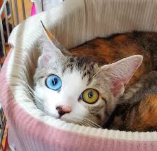 ペットのおうち