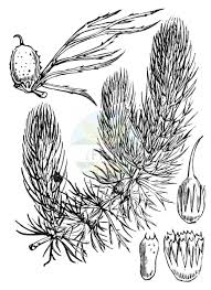 Image result for Ceratophyllaceae