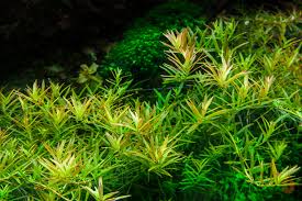 Image result for Rotala myriophylloides