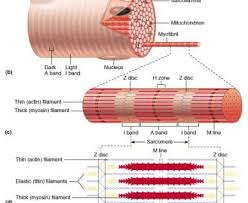 Histology Of Muscle Skeletal Muscle Anatomy Muscle Anatomy Physiology